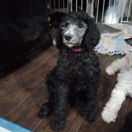 Poodle Puppies from Hickory Hills Poodles