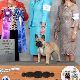 French Bulldogs and Labrador Retrievers from Horseman Hilltop Labradors and Jodee's Frenchies