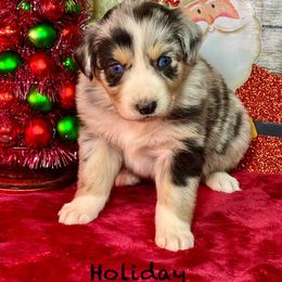 Holiday - Black tri-color female Australian Shepherd puppy in Howardsville, Virginia from Spectacular Aussies and Cavaliers