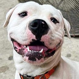 American Bulldogs and German Shepherds from Vom Oma Haus Kennels