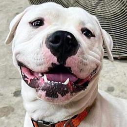 American Bulldogs and German Shepherds from Vom Oma Haus Kennels