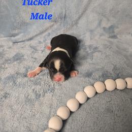 Tucker - Black and white male Havanese puppy in Trinity, Alabama from Tooties Cuties Havanese