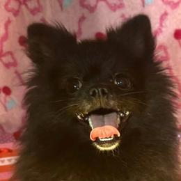 Pomeranian puppies from Cheyenne’s Pups