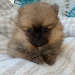 Kenny - Orange sable male Pomeranian puppy in Newport Beach, California from Exotic City Pomeranians and chihuahuas