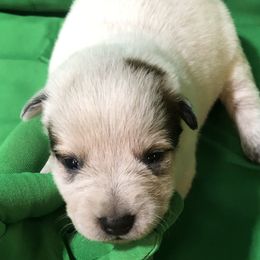 L61-05 - Red speckled female Australian Cattle Dog puppy in Sheridan, Oregon from 6pk Cattledogs