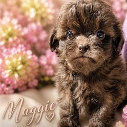 Maggie - Brown female Shihpoo puppy in Delphos, Ohio from Route 66 Poodles & Doodles, Sapphire Shih-tzu's of Ohio