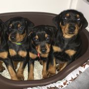 German Pinscher and Havanese Puppies from Iron Heart Kennels