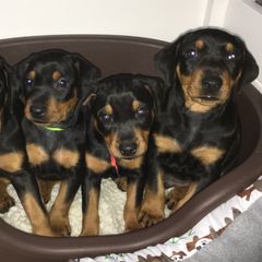German Pinscher and Havanese Puppies from Iron Heart Kennels