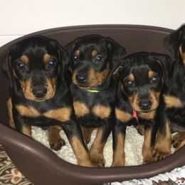 German Pinscher and Havanese Puppies from Iron Heart Kennels