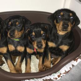 German Pinscher and Havanese Puppies from Iron Heart Kennels