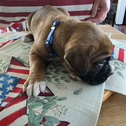 Boxer Puppies from Smith's Boxers of Fort Myers