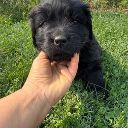 Green - Black male Newfoundland puppy in Great Falls, Montana from True North Newfoundlands