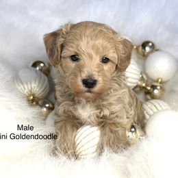 Sold - Apricot male Goldendoodle puppy in Montrose, Michigan from Livy’s Doodles