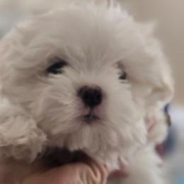 Juliet - White female Maltese puppy in Jacksonville, North Carolina from Grantham Maltese