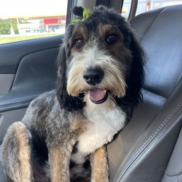 Bella - Bernedoodle