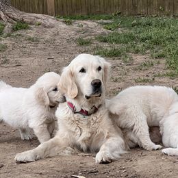 Golden Retriever Puppies from Golden’s of Remington Fields