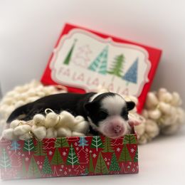 Dolphin - Black and white female Chinese Crested puppy in New Smyrna Beach, Florida from FronkLinn Kennel