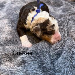 Cri-Kee - Chocolate merle male Bernedoodle puppy in New Ringgold, Pennsylvania from Hawk Mountain Doodles