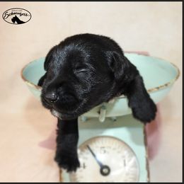 AKC 25035 - Black male Miniature Schnauzer puppy in Mount Airy, Georgia from Miniature Schnauzers GA, LLC