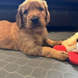 Russet - Dark golden male Golden Retriever puppy in Lebec, California from Socalretrievers