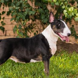 Emily - Bull Terrier