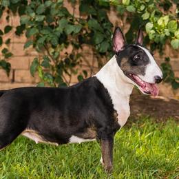 Emily - Bull Terrier