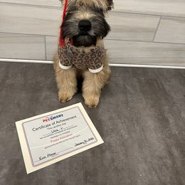Soft Coated Wheaten Terrier Puppies from Exeter Soft Coated Wheaten Terriers