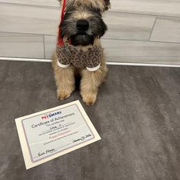 Soft Coated Wheaten Terrier Puppies from Exeter Soft Coated Wheaten Terriers