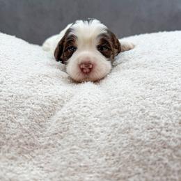 Mater - Chocolate male Australian Labradoodle puppy in Denton, Texas from Liberty Hill Labradoodles