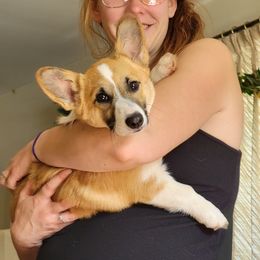 Rosey - Pembroke Welsh Corgi