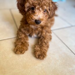 Poodle Puppies from Red Mini Poodles AZ
