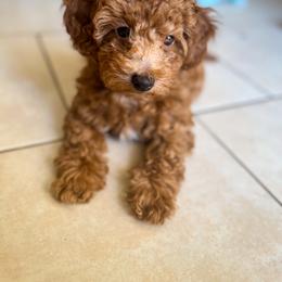 Poodle Puppies from Red Mini Poodles AZ