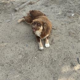 Girl 1 - Red tri-color female Australian Shepherd puppy in Spring Creek, Nevada from Knotts Dalmatians/Australian Shepherds