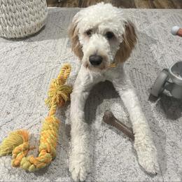 Benny - Cream male Goldendoodle puppy in Prosperity, Pennsylvania from Stelladoodles & Company