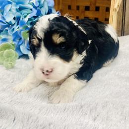 Max - Black tri-color male Aussiedoodle puppy in Hamilton, Michigan from White Pine Farm