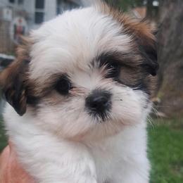 Bella - Tricolor female Shih Tzu puppy in Reading, Michigan from You Little Shih-tzu’s 😊