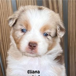 Eliana - Red merle female Australian Shepherd puppy in Magee, Mississippi from Paint ByNumbers Ranch