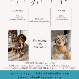 Goldendoodle puppies from Lakeside Doodles