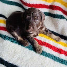 Aussiedoodle and Australian Shepherd Puppies from Homestead Aussies & Doodles