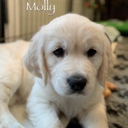 Golden Retriever Puppies from Catalina Goldens European Pedigree Companions®