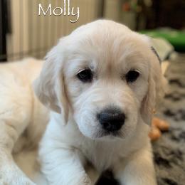 Golden Retriever Puppies from Catalina Goldens European Pedigree Companions®