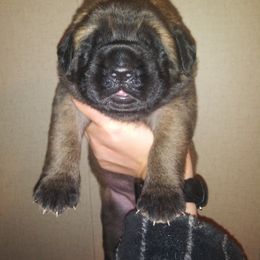 Mastiff Puppies from Storytime Mastiffs