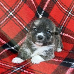 Amelia - Brindle and white female American Corgi puppy in Washington, Arkansas from Foxy Knoll Farm