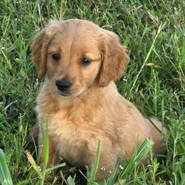 Fancy - Dark golden female Golden Retriever puppy in Sommerville, Texas from Artisan Retrievers