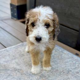 Moon - Sable female Bernedoodle puppy in Springville, Utah from Oodles of Bernedoodles