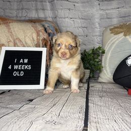 CHIEF - Red merle male Miniature Australian Shepherd puppy in Peoria, Arizona from B My Sunshines Mini Aussies