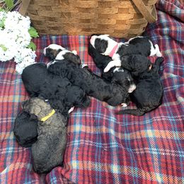 Sheepadoodle Puppies from Bo Peep Sheepadoodles