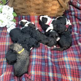 Sheepadoodle Puppies from Bo Peep Sheepadoodles