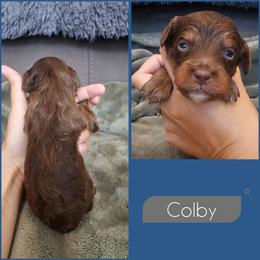 Colby - Brown and tan male Cockapoo puppy in Zanesville, Ohio from Southtown Doodles LLC