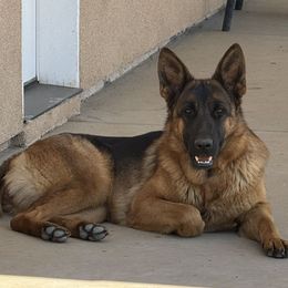 Catrina - German Shepherd